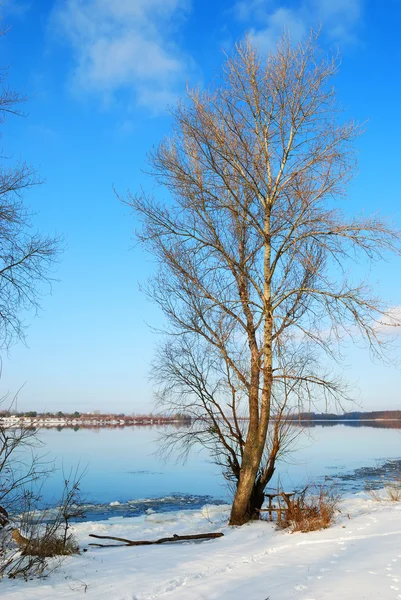 Río congelado y árboles — Foto de Stock