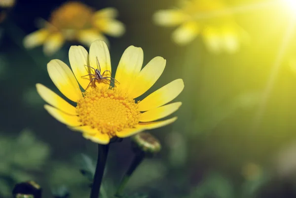 Spin op petal van gele bloem — Stockfoto