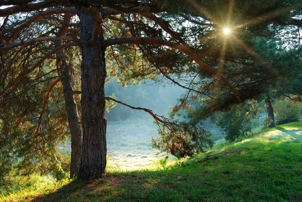 Çam ağacı ve güneş ışınlarının şubeleri aracılığıyla — Stok fotoğraf