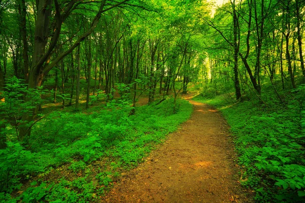 Bosco verde e sentiero — Foto Stock