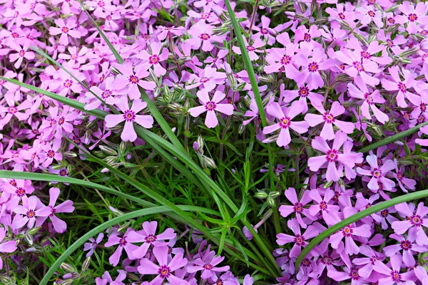 Små rosa blommor i grönt gräs — Stockfoto
