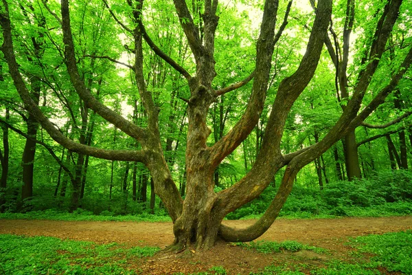 Velký branchy strom v lese — Stock fotografie