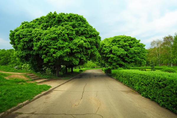 Parco urbano primaverile con alberi e cespugli verdi — Foto Stock