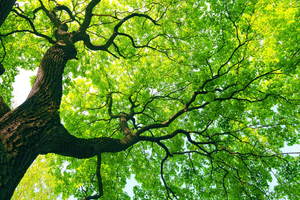 Могучее дерево с зелеными листьями
