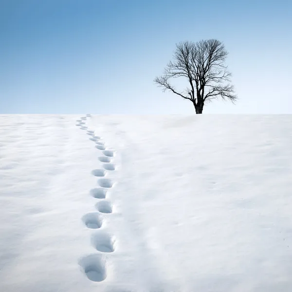 Ślady w śniegu i drzewo — Zdjęcie stockowe