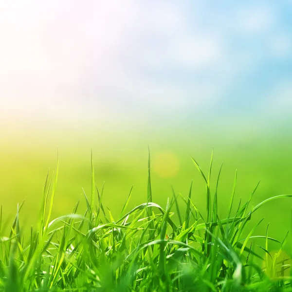 Våren gräs i solljus och defocused himmel Stockfoto