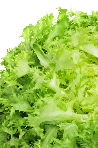 Escarole endive