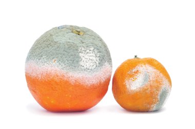 Moldy orange and mandarine clipart