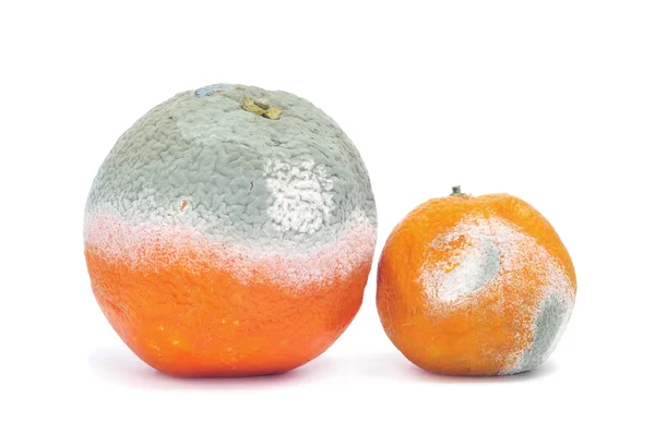 Plesnivé pomeranč a mandarinka — Stock fotografie