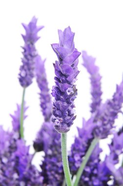 Lavender flowers clipart