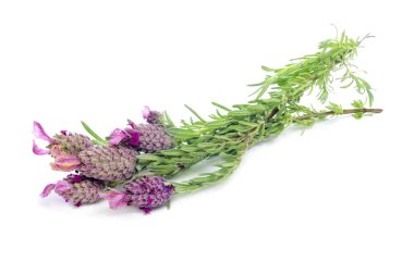 Lavandula stoechas, İspanyol lavanta