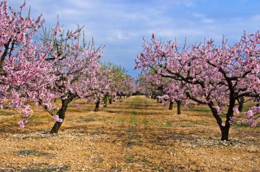 Almond blossoms clipart