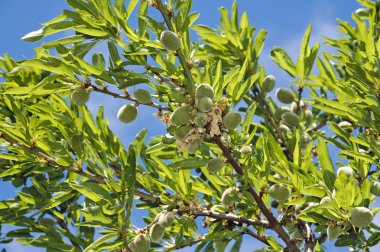 Almond tree clipart
