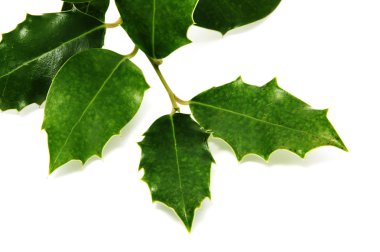 European Holly leaves clipart