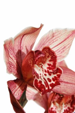 Orchid clipart