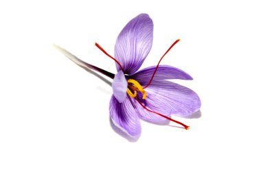 Saffron flower clipart