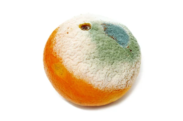 Arancio ammuffito — Foto Stock