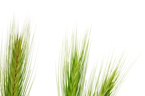 Barley spikes — Stock Photo, Image