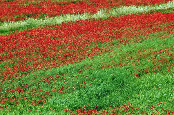 stock image Landscape