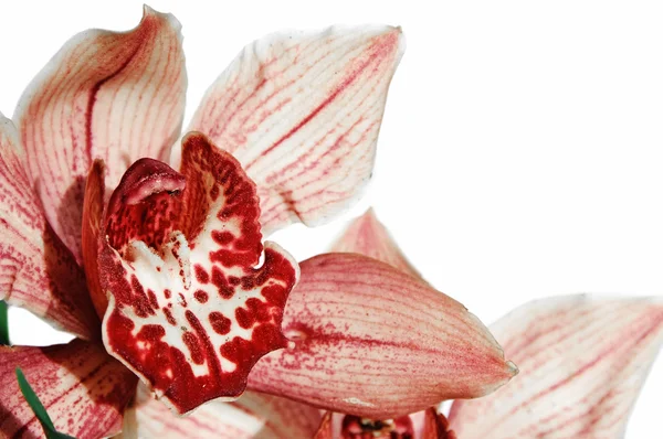 Červený orchidej — Stock fotografie