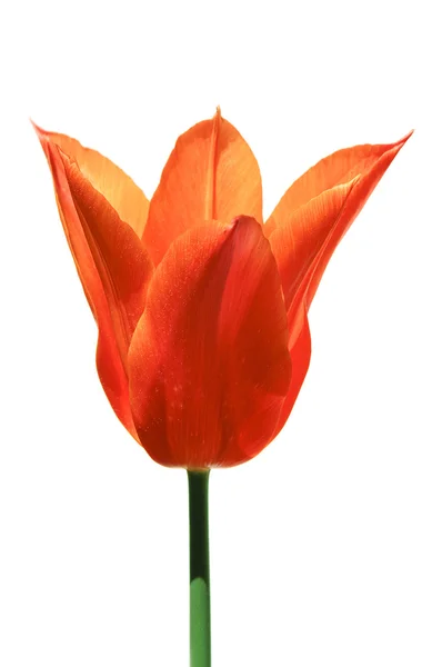 Tulipano arancione — Foto Stock