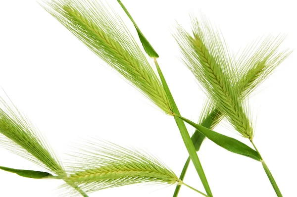 Barley spikes — Stock Photo, Image