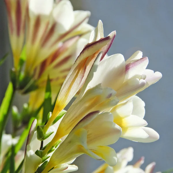 Lilium selvatici — Foto Stock