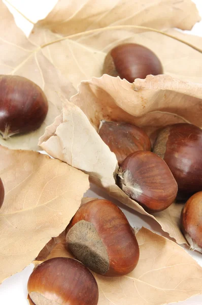 Chesnuts — Stock fotografie