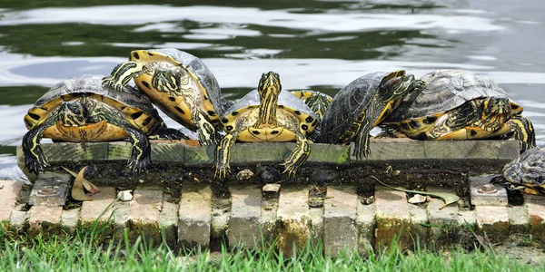 Sköldpaddor — Stockfoto