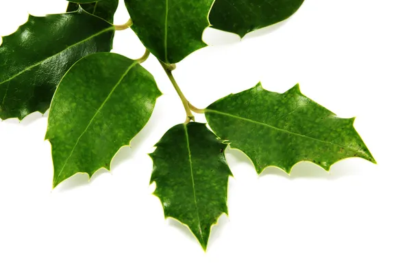 stock image European Holly leaves