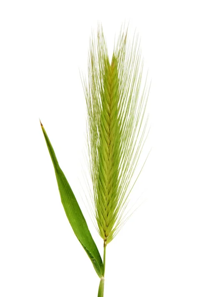 Barley spike — Stock Photo, Image