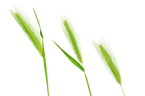 stock image Barley spikes
