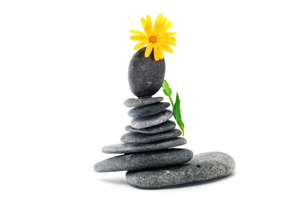 Zen Steine und Blume — Stockfoto
