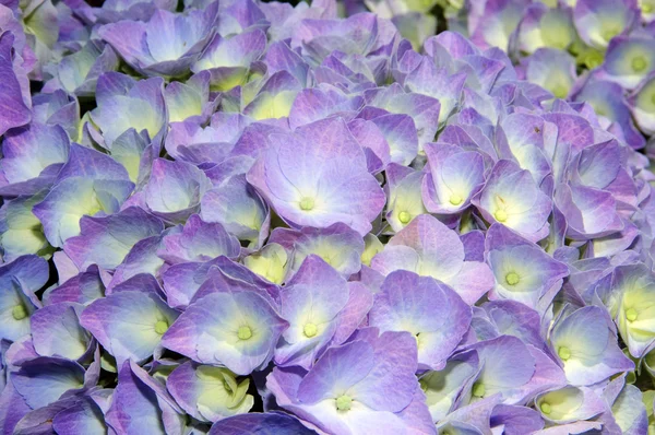 Virágok háttér — Stock Fotó