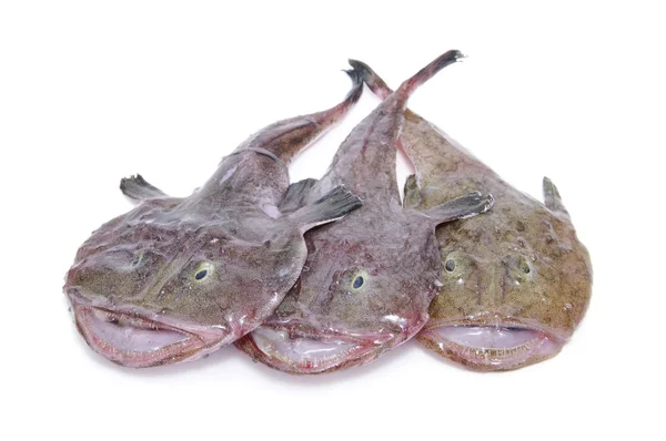 Três peixes — Fotografia de Stock