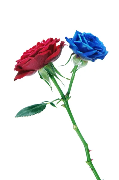 Δύο τριαντάφυλλο — Φωτογραφία Αρχείου