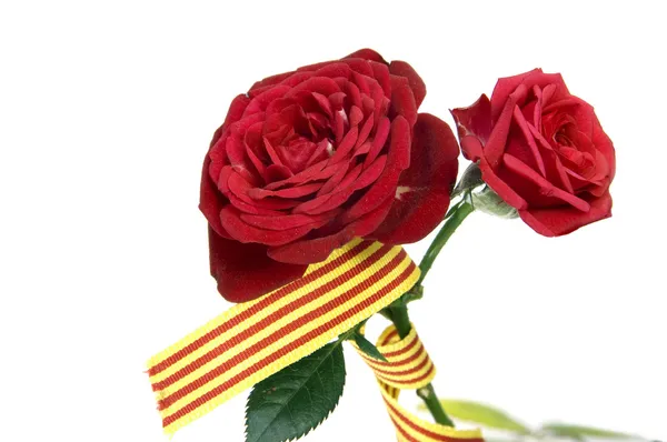 The roses day — Stock Photo, Image