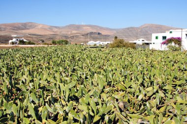 Cactus fields clipart