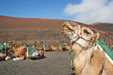 Camels sitting in the Timanfaya National Park clipart