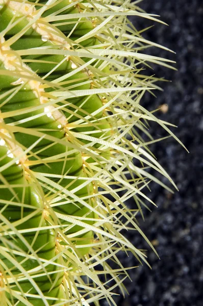 Closeup of a cactus — Stock Photo, Image