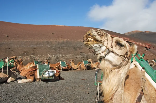 Timanfaya milli parkta oturan deve — Stok fotoğraf