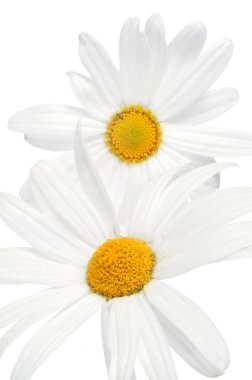 oxeye papatya