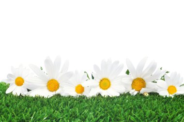 Daisies on the grass clipart