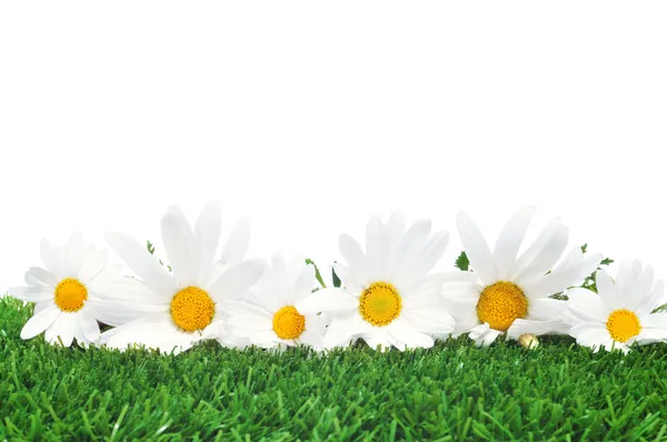 在草地上的雏菊 — 图库照片