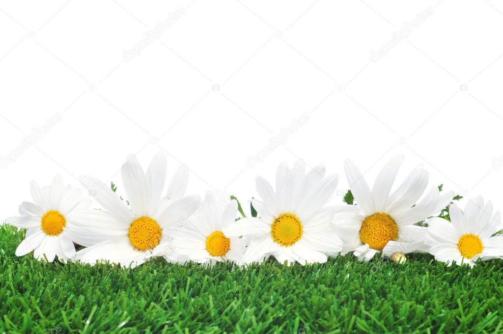 Daisies on the grass