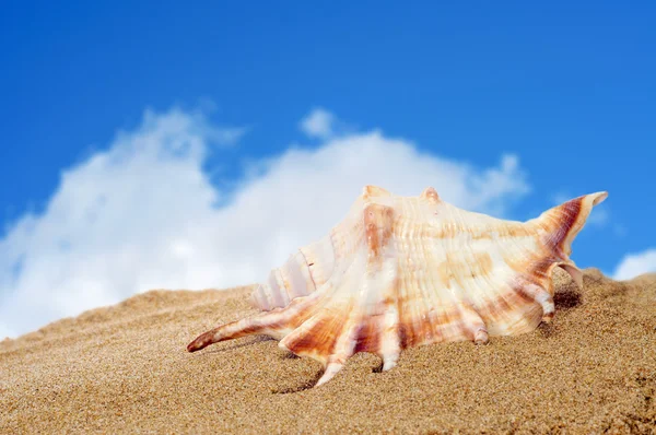 Conch på sanden — Stockfoto