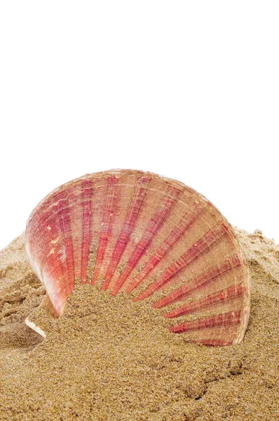 Concha marina en la arena — Foto de Stock