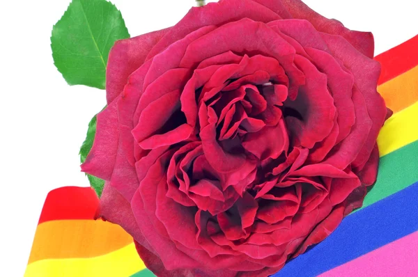 Rosa gay — Foto Stock