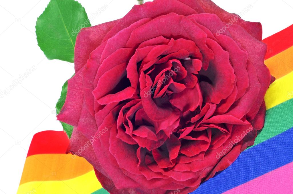 Gay rose