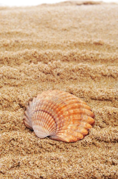 Черепашка на піску — стокове фото